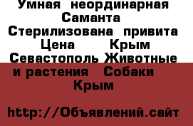 Умная, неординарная Саманта. Стерилизована, привита › Цена ­ 1 - Крым, Севастополь Животные и растения » Собаки   . Крым
